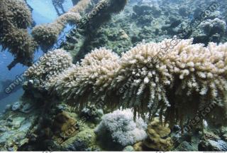 Photo Reference of Coral Sudan Undersea 0001
